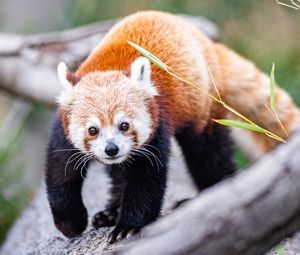 Preview wallpaper red panda, glance, animal, cute