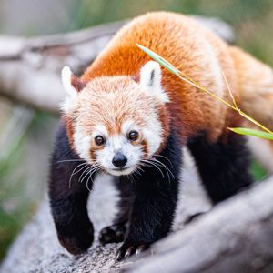 Preview wallpaper red panda, glance, animal, cute