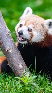 Preview wallpaper red panda, glance, animal, funny