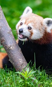 Preview wallpaper red panda, glance, animal, funny