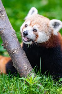 Preview wallpaper red panda, glance, animal, funny