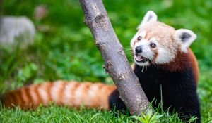 Preview wallpaper red panda, glance, animal, funny