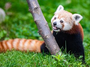 Preview wallpaper red panda, glance, animal, funny