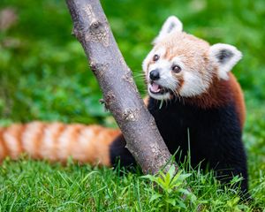 Preview wallpaper red panda, glance, animal, funny