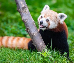 Preview wallpaper red panda, glance, animal, funny