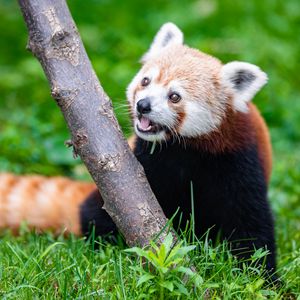 Preview wallpaper red panda, glance, animal, funny