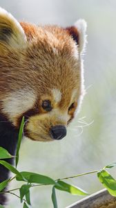 Preview wallpaper red panda, glance, animal, leaves