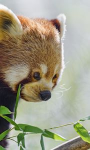 Preview wallpaper red panda, glance, animal, leaves