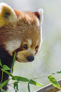 Preview wallpaper red panda, glance, animal, leaves