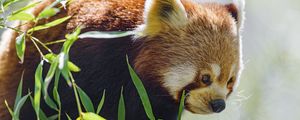 Preview wallpaper red panda, glance, animal, leaves