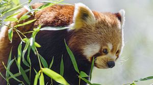 Preview wallpaper red panda, glance, animal, leaves