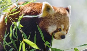 Preview wallpaper red panda, glance, animal, leaves