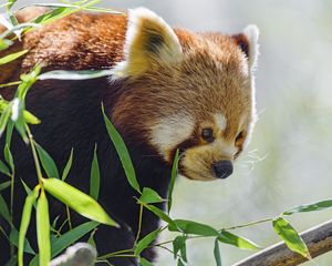 Preview wallpaper red panda, glance, animal, leaves