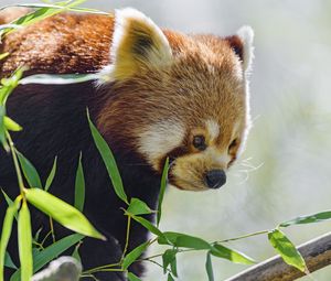 Preview wallpaper red panda, glance, animal, leaves