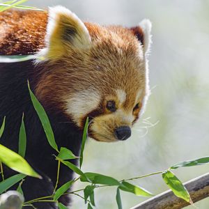 Preview wallpaper red panda, glance, animal, leaves