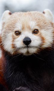 Preview wallpaper red panda, glance, brown, animal, wild