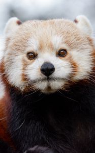 Preview wallpaper red panda, glance, brown, animal, wild