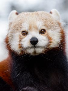 Preview wallpaper red panda, glance, brown, animal, wild