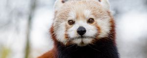 Preview wallpaper red panda, glance, brown, animal, wild