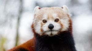 Preview wallpaper red panda, glance, brown, animal, wild