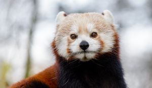 Preview wallpaper red panda, glance, brown, animal, wild