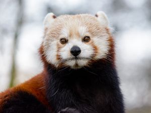 Preview wallpaper red panda, glance, brown, animal, wild