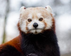 Preview wallpaper red panda, glance, brown, animal, wild