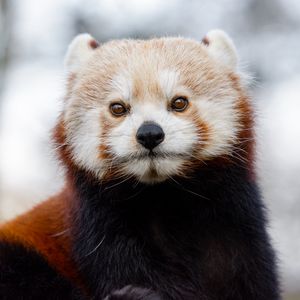 Preview wallpaper red panda, glance, brown, animal, wild