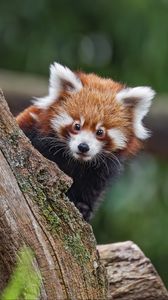 Preview wallpaper red panda, glance, tree, fur, nature, animal