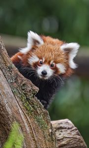 Preview wallpaper red panda, glance, tree, fur, nature, animal
