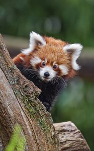 Preview wallpaper red panda, glance, tree, fur, nature, animal