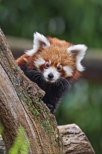 Preview wallpaper red panda, glance, tree, fur, nature, animal