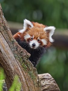 Preview wallpaper red panda, glance, tree, fur, nature, animal