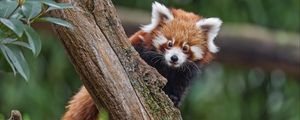 Preview wallpaper red panda, glance, tree, fur, nature, animal