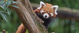 Preview wallpaper red panda, glance, tree, fur, nature, animal