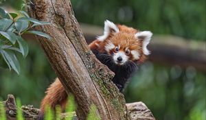 Preview wallpaper red panda, glance, tree, fur, nature, animal