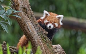 Preview wallpaper red panda, glance, tree, fur, nature, animal