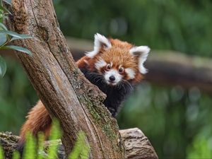 Preview wallpaper red panda, glance, tree, fur, nature, animal