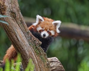 Preview wallpaper red panda, glance, tree, fur, nature, animal