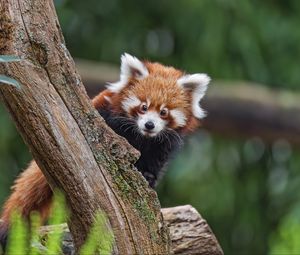 Preview wallpaper red panda, glance, tree, fur, nature, animal