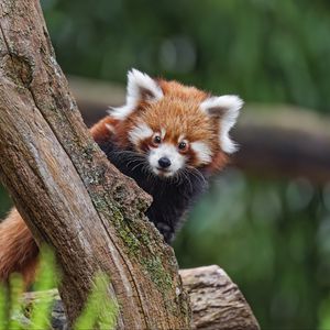 Preview wallpaper red panda, glance, tree, fur, nature, animal