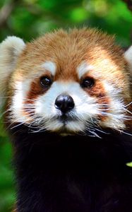 Preview wallpaper red panda, glance, tree, leaves, wildlife, animal