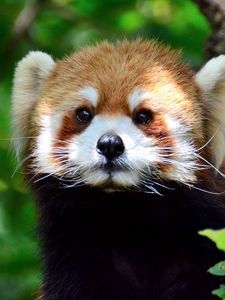 Preview wallpaper red panda, glance, tree, leaves, wildlife, animal