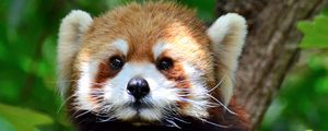 Preview wallpaper red panda, glance, tree, leaves, wildlife, animal
