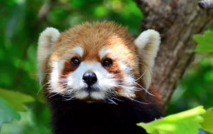 Preview wallpaper red panda, glance, tree, leaves, wildlife, animal