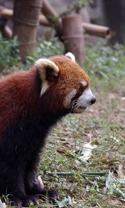 Preview wallpaper red panda, grass, animal, sitting