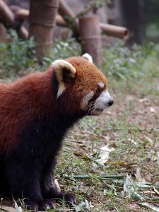 Preview wallpaper red panda, grass, animal, sitting