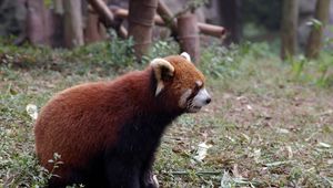 Preview wallpaper red panda, grass, animal, sitting