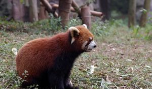 Preview wallpaper red panda, grass, animal, sitting