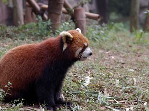 Preview wallpaper red panda, grass, animal, sitting